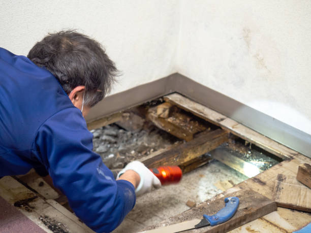 Best Mold Removal Company Near Me  in St Elmo, IL