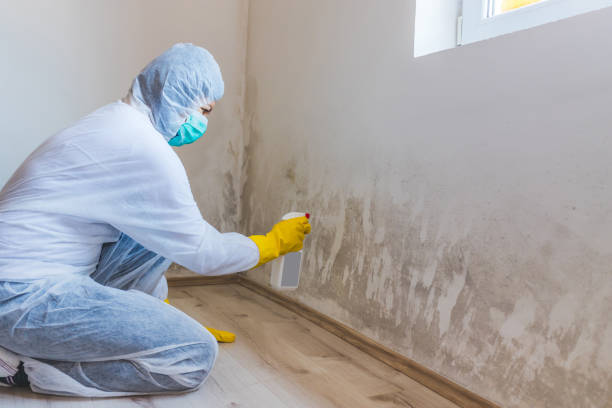 Best Toxic Mold Removal  in St Elmo, IL