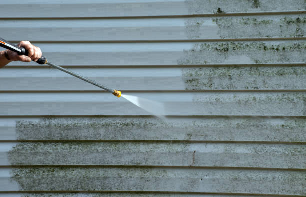 Best Mold Cleaning Services  in St Elmo, IL