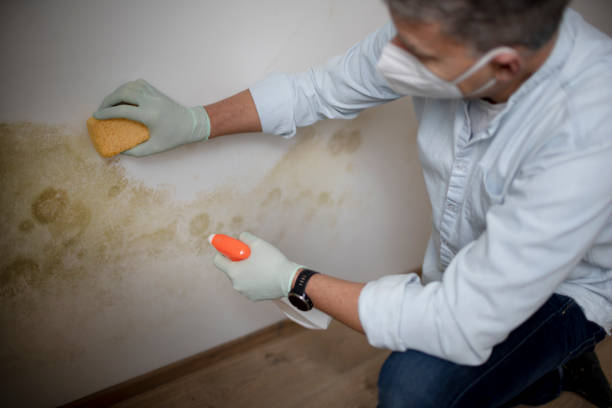 Best Mold Testing  in St Elmo, IL