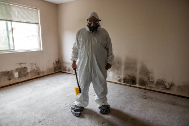 Reliable St Elmo, IL Mold Removal Solutions